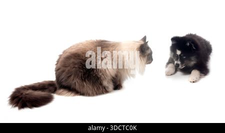 Bild einer pompösen und sibirischen Katze vor weißem Hintergrund Stockfoto