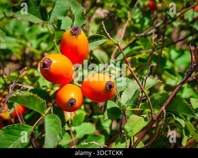 Nahaufnahme von vier leuchtenden orangefarbenen Hüften (Rosa canina) auf einem Busch mit grünen Blättern bei hellem natürlichem Sonnenlicht im Herbst. Stockfoto