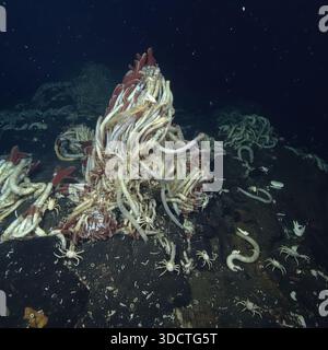 Riftia Pachyptila Colony wurde 2026 während einer Tiefseeexpedition in 3.500 Metern Tiefe entdeckt Stockfoto