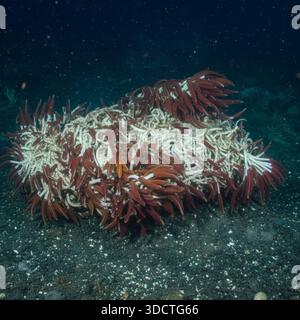 Meeresbiologie Entdeckung der Riesenröhrenwürmer Riftia Pachyptila Habitat, das bei der 2026-Mission auf 4.800 Metern Höhe gefunden wurde Stockfoto