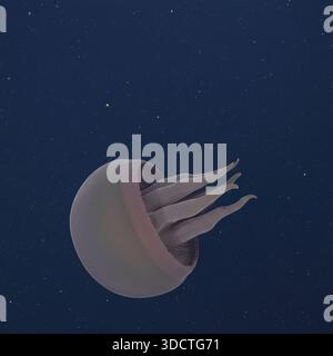 Meeresbiologie Tiburonia Granrojo wurde bei der ROV Deep-Sea Mission 2026 auf 6.700 Metern im Abgrund des Südlichen Ozeans beobachtet Stockfoto