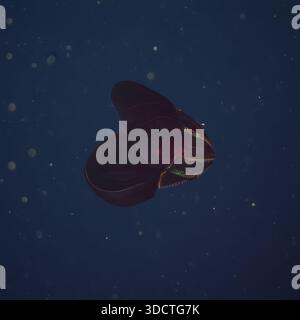 Deep Sea Bloody-Belly Comb Jelly Lampocteis cruentiventer, der während einer 2026 U-Boot Mission auf 3.200 Metern im Nordatlantik gefangen wurde Stockfoto