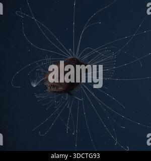 Tiefseeteufel fotografiert während einer wissenschaftlichen Mission in 3.800 Metern Tiefe im Atlantischen Ozean Graben Stockfoto