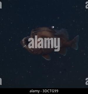 Tiefsee-Schwarzseeteufel (Melanocetus) gefilmt während 2026 Exploration in 4.200 Metern unterhalb der Atlantikoberfläche Stockfoto