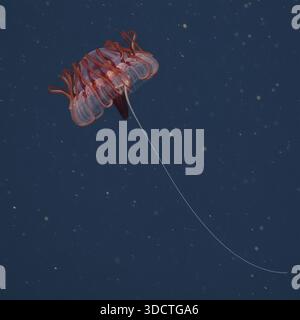 Tiefsee-Entdeckung Atolla Crown Qualle gefilmt in 5.340 Metern Tiefe während der Abyssal Expedition 2026 Stockfoto