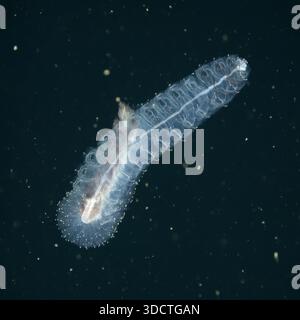 Erenna sirena Angler Siphonophore filmte während der Tiefseeexpedition auf 3.500 Metern im Indischen Ozean Stockfoto
