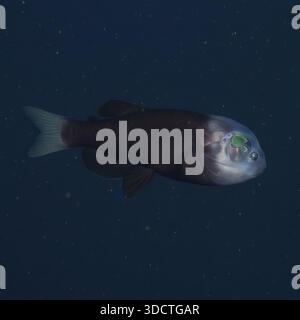Barreleye fischt Macropinna-Mikrostoma während einer Tiefsee-Explorationsmission 2026 Stockfoto