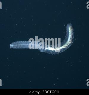 Erenna-sirena-Exemplar wurde 2026 bei der Deep Sea Mission auf 3.800 Metern im Atlantischen Abgrund beobachtet Stockfoto