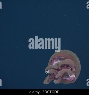 Riesige Big Red Jelly Tiburonia Granrojo, die während der Meeresforschung 2026 von ROV in 5.400 Metern unterhalb der Atlantikoberfläche gefangen wurde. Stockfoto