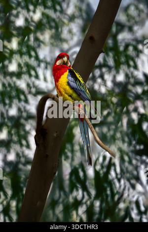 Farbenfrohe östliche rosella, die zwischen Ästen ruht. Stockfoto