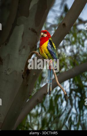 Östliche rosella auf Baumzweigen in natürlichem Lebensraum. Stockfoto