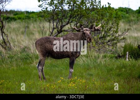 Einzelner Elch-Bulle Auf Natürlicher Weide Auf Der Insel Lofoten In Andoya In Norwegen Stockfoto