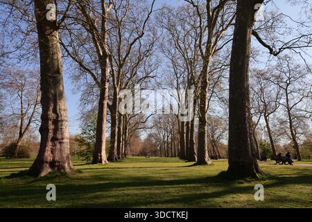 Das nachmittags Sonnenlicht wirft Schatten von Bäumen im Hyde Park, London, während die Menschen an einem hellen sonnigen Tag spazieren und sitzen. Stockfoto