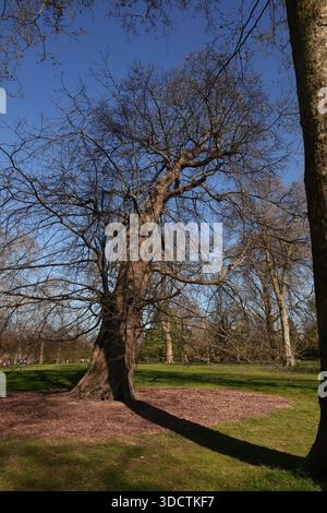 Das nachmittags Sonnenlicht wirft Schatten von Bäumen im Hyde Park, London, während die Menschen an einem hellen sonnigen Tag spazieren und sitzen. Stockfoto