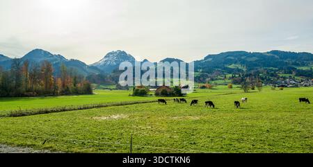 Gruyeres Landschaft weidende Kühe mit schneebedecktem Hintergrund des Le Moleson Berges. Gruyeres, Kanton Freiburg, Schweiz. Stockfoto