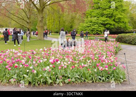 Keukenhof, Holland April, Tulpenbett Im Park Mit Besuchern, Die Auf Gras In Der Nähe Von Leuchtenden Rosafarbenen Blüten Sitzen Und Eine Ruhige Frühlingsatmosphäre Schaffen. Stockfoto