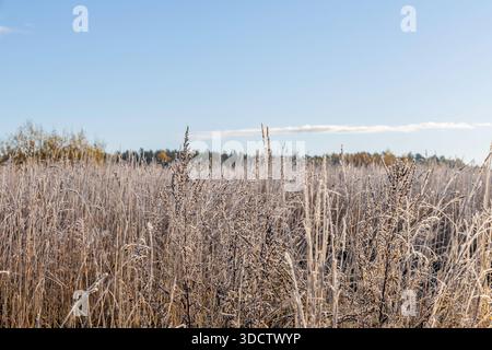 Nahaufnahme von wildem Gras, bedeckt mit weißem Frost vor einem klaren blauen Himmel an einem kalten Herbstmorgen auf dem Land. Stockfoto