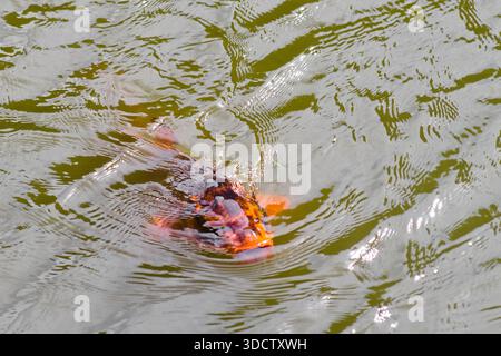Im Japanischen Garten von Seattle schwimmen helle Koi-Fische durch plätscherndes Wasser Stockfoto