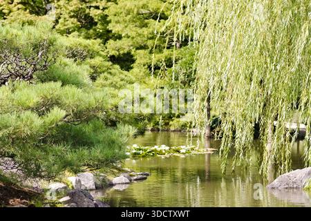 Ruhiger Teich umgeben von Kiefern und Weiden im Seattle Japanese Garden Stockfoto