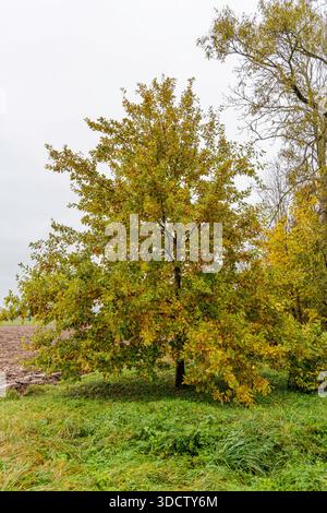 Eine einzelne junge Eiche mit grünen und gelben Blättern, die am Rande eines gepflügten landwirtschaftlichen Feldes unter einem bewölkten Herbsthimmel steht. Stockfoto