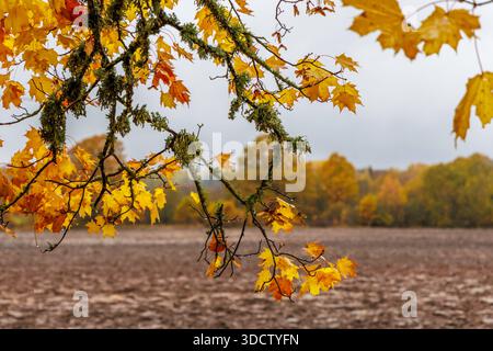 Nahaufnahme von lebendigem goldenem Ahornlaub, nass von Regen vor einem verschwommenen Waldgrund. Ideal für saisonale Themen, Naturschönheiten und Umgebung Stockfoto