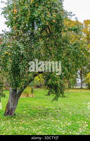 Ein fruchtbarer Apfelbaum in einem ländlichen Garten im Herbst mit vielen Reifen Äpfeln, die auf dem grünen Gras unter bewölktem Himmel verstreut sind. Stockfoto