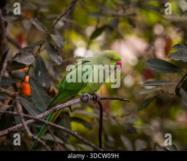 Invasiver Ringhals-Sittich o cotorra de Kramer, auf einem Ast in Casa de Campo, Madrid, Spanien. Psittacula krameri Stockfoto