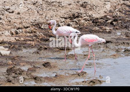 Große Flamingos oder Phoenicopterus roseus Vögel, die aus dem magadi-See im ngorongoro-Krater tansania fressen Stockfoto
