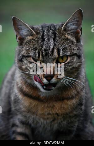 Tabby Cat Lecken Lippen – Nahaufnahme Feline Portrait Stockfoto