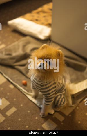 Ein kleiner Pommern sitzt in warmem Licht auf einem gemusterten Teppich, trägt graue und weiße Streifen und blickt nach oben. Decken und ein orangefarbenes Spielzeug stehen in der Nähe, vorschlagen Stockfoto