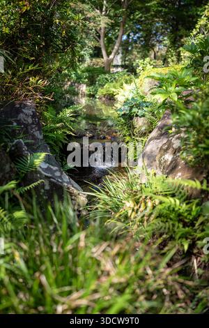 Ein kleiner Wasserfall fällt über Felsen in einem üppigen, grünen Garten mit Farnen und Bäumen. Stockfoto