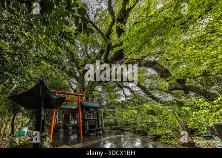 Ein kleiner Schrein mit einem orangefarbenen Torii-Tor steht unter einem jahrhundertealten Kamphorbaum im Wakayama-Schlosspark in Japan. Moosbedeckte Äste wölben sich weit über den gefliesten Vorplatz, daneben steht eine Steinlaterne. Toyotomi Hideyoshi ließ 1585 das Wakayama-Schloss errichten; der heutige Bergfried stammt aus dem Jahr 1958, ein Stahlbeton-Neubau nach der Zerstörung im Krieg. Stockfoto