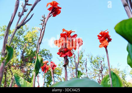 Hohe rote Canna Lilie Oiseau de Feu Blumen stehen vor blauem Himmel mit dramatischen Stielen und üppigem Laub im warmen Sommerlicht. Stockfoto