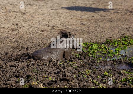 Ein Warzenschwein genießt ein Schlammbad im Tarangire-Nationalpark in Tansania, das wahrscheinlich abkühlt und Parasiten entfernt. Stockfoto