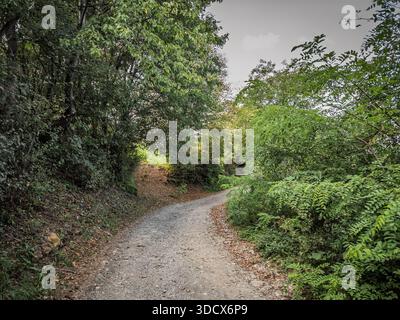 Kurviger ländlicher Pfad in den Wäldern bei Vrh Rudnik, Serbien. Ein Schotterweg, gesäumt von dichtem Grün, führt durch einen ruhigen Wald, was auf Wanderungen am Tag hindeutet Stockfoto