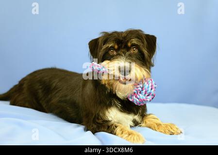 Ein Hund liegt auf blauem Hintergrund und hält ein buntes Spielzeug im Mund, Mischhund, Drahtdackel-Terrier-Havanese-Mix, männlich, Deutschland Stockfoto