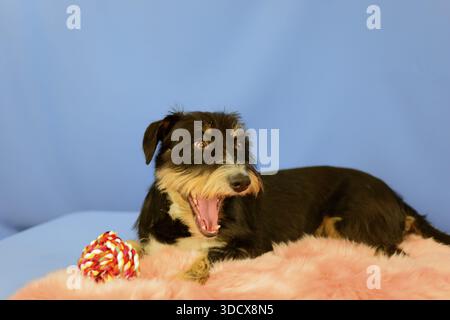 Ein schwarz-brauner Hund gähnt auf einem rosafarbenen Mantel, neben ihm ein Spielzeug, blauer Hintergrund, Mischhund, dackeliger Terrier-Havanese-Mix, männlich, Deutschland Stockfoto