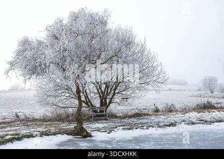 Eine Trauerweide (Salix babylonica) steht an einem nebeligen Frosttag in Südmähren, Tschechien, bedeckt. Die Szene ist wunderschön. Dieses Bild wird aufgenommen Stockfoto