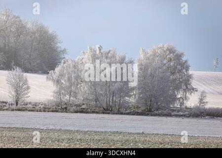 Eine schöne, frostige Szene mit weißen Birken (Betula) bedeckt mit Frost in Europa, Südmähren, Tschechien. Der Boden, Bäume und Holme Stockfoto
