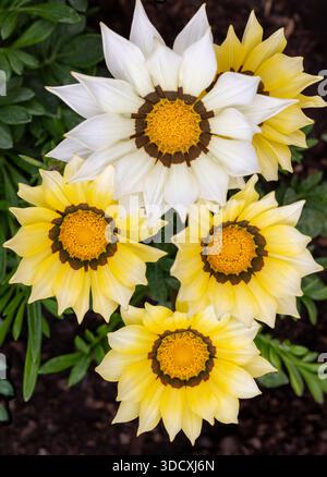 Nahaufnahme einer Gruppe von Gazania rigens Blüten mit Gänseblümchen-ähnlichen Blütenköpfen, die eine Reihe von weißen und gelben Blüten um die zentralen Scheiben herum zeigen Stockfoto