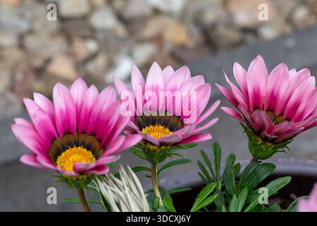 Nahaufnahme von drei afrikanischen Daisy Gazania-Blüten mit leuchtenden rosa und weißen Blüten, dunklen Zentren und gelben Staubblättern, die an einem Außenstandort wachsen Stockfoto