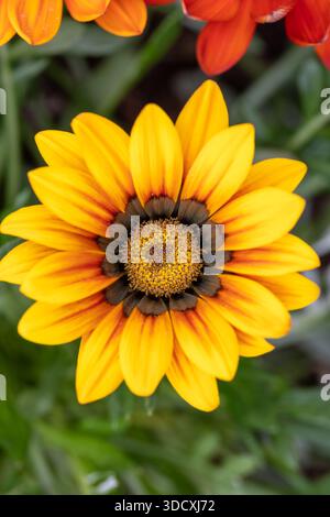 Nahaufnahme einer lebhaften gelben Gazania-Blume mit einem markanten dunklen Zentrum, die ihre komplizierte Blütenblätter und Textur zeigt. Schuss auf dem örtlichen gard Stockfoto