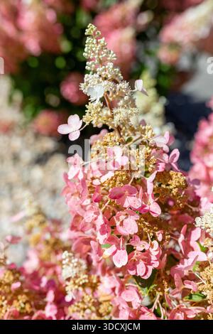 Nahaufnahme einer rosa Limelight Hortensia paniculata im Spätsommer, die ihre zarten Blütenblätter und ihre verblasste Farbe zeigt. Fängt die flüchtige Schönheit des ein Stockfoto