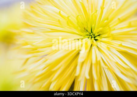 Eine Nahaufnahme einer leuchtenden gelben Chrysanthemenblume. Stockfoto