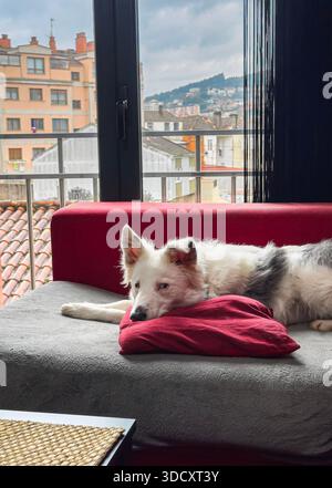 Horizontale Szene eines weißen Hundes, der auf einem roten Sofa liegt, mit dem Kopf auf einem Kissen neben einem Fenster. Das Foto wird gegen das Licht aufgenommen, mit h Stockfoto