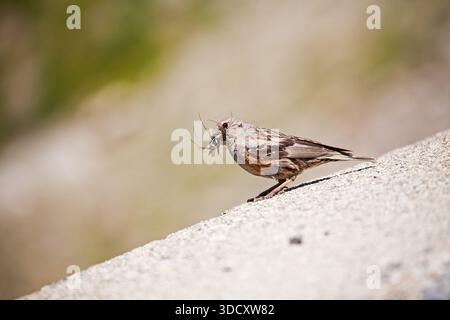 Alpine beobachtet Prunella Collaris mit Food Col du Tourmalet Nationalpark Pyrenäen Frankreich Juli 2015 Stockfoto