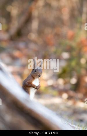 Eine Nahaufnahme eines neugierigen roten Eichhörnchens (Sciurus vulgaris), das auf seinen Hinterbeinen im Wald steht Stockfoto