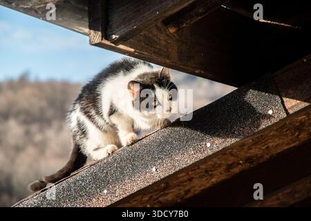 Entzückende Hauskatze, die auf dem Dach des ländlichen Hauses ruht, Symbol für gemütliches ländliches Leben, Ruhe, Sicherheit und einfaches Leben Stockfoto