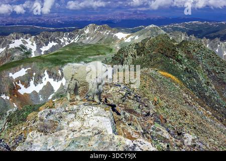 Bergziegen in den Rocky Mountains von Colarado Stockfoto