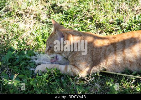 Ginger Tabby Katze 'La Beta' spielt im Gras. Stockfoto